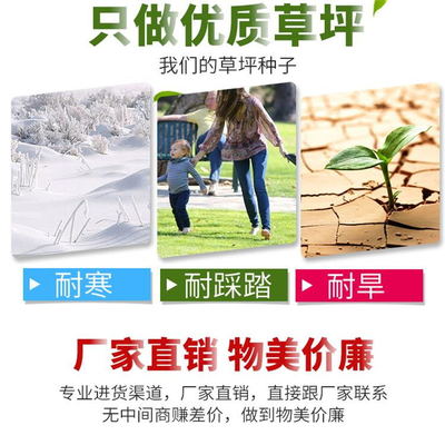 天勤種業剪股穎草籽-剪股穎種子-剪股穎批發-剪股穎草坪基地-廠家直銷