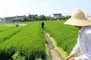 中央開會發話 明年幫扶小農戶,支持合作社 更多農民將得到增收扶持