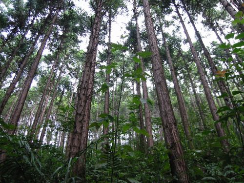 福建省種子條例 解讀