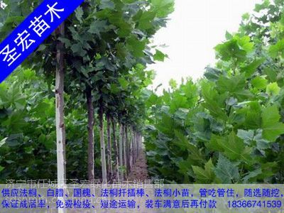 2017年5公分6公分法桐價格