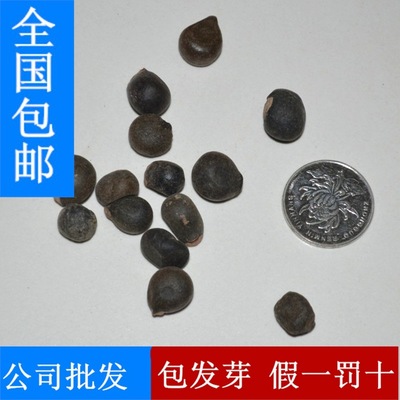 批發林木種子 花卉種子 榆葉梅種子 梅花種子 小桃紅 大花榆葉梅__世界工廠網