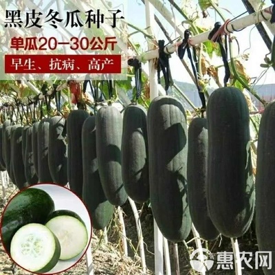 巨型特大黑皮冬瓜種滿地爬不搭架早熟四季播種瓜產量大田園種子