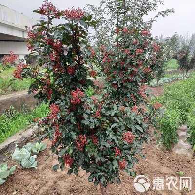 山東臨沂優質大紅袍花椒苗 林木種子生產經營許可證認證