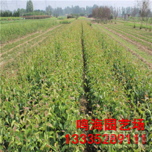 【資陽黑梨苗栽培技術(shù)(德州資訊)】- 