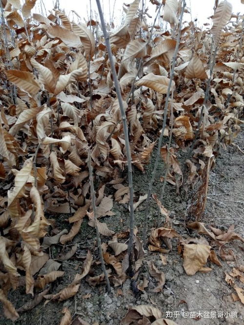 在農(nóng)村靠一臺(tái)電腦4個(gè)月賺了150萬 揭秘苗木行業(yè)的暴利黑幕